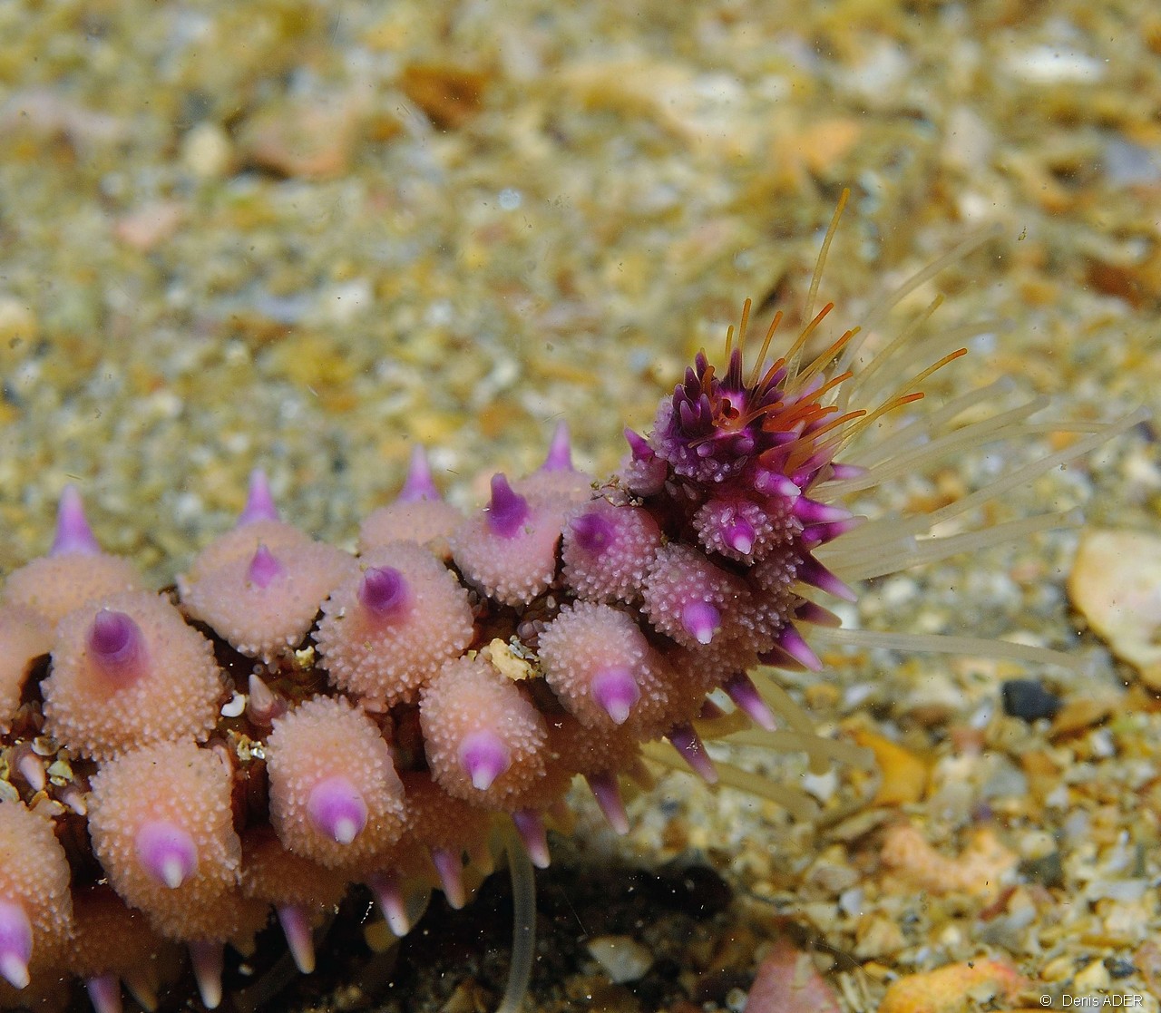 Marthasteria glacialis-Belle ile Basse Palais-14m-20160630-Denis-ADER-DSC_8307_tn.jpg